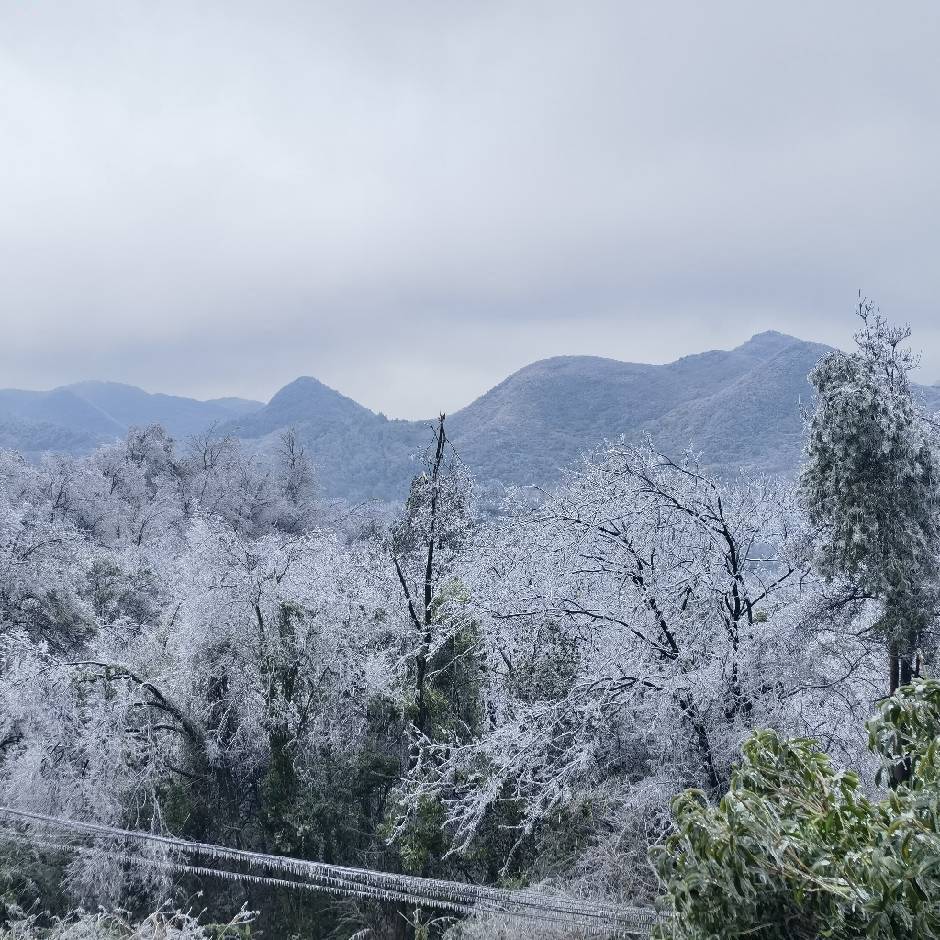 种花家的小兔子