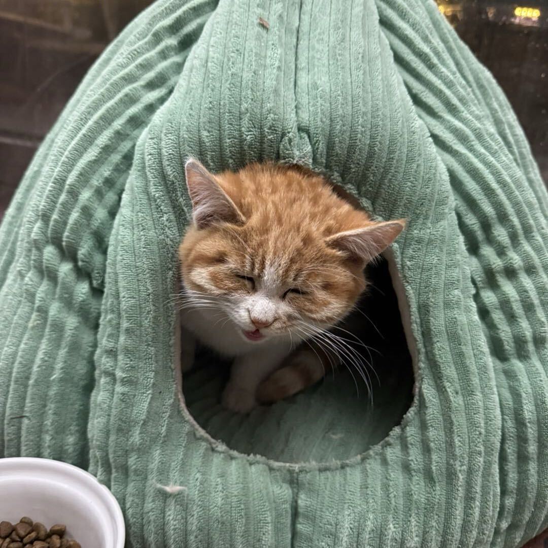 麦田里的程序员